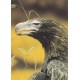 WATERMARK GREETING CARD WEDGE TAILED EAGLE